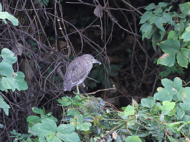 zVSC iᒹ̕ʏ́j@@s@2014/10/06@Photo by Manda