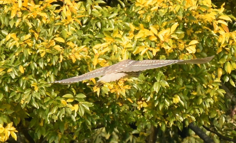 ゴイサギの幼鳥 （ホシゴイ　６態-1）　山田池　枚方市　2015/10/24　Photo by Hayashi
