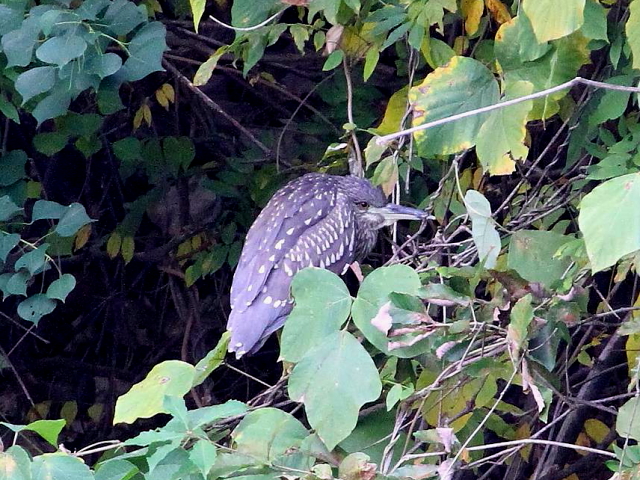 (13) SCTM@@s@@2013/11/20@Photo by Manda