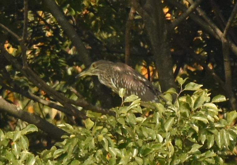ゴイサギの幼鳥 （ホシゴイ　６態-2）　山田池　枚方市　2015/10/24　Photo by Hayashi