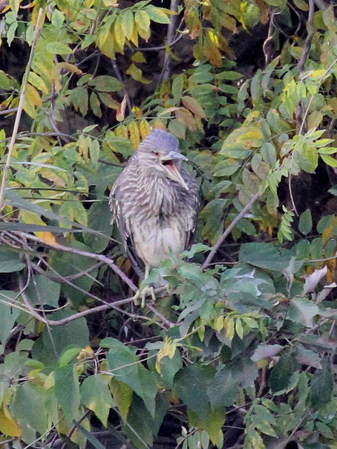 (14) SCTM@@s@@2013/11/20@Photo by Manda