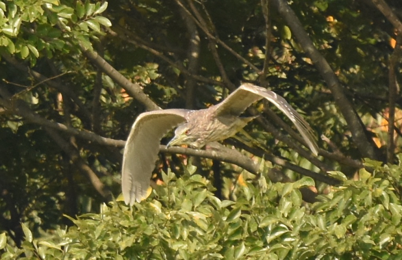 ゴイサギの幼鳥 （ホシゴイ　６態-3）　山田池　枚方市　2015/10/24　Photo by Hayashi