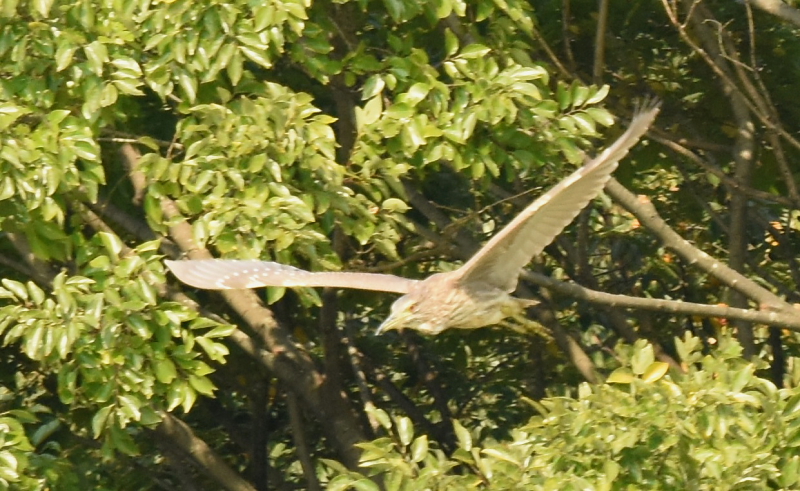 ゴイサギの幼鳥 （ホシゴイ　６態-4）　山田池　枚方市　2015/10/24　Photo by Hayashi
