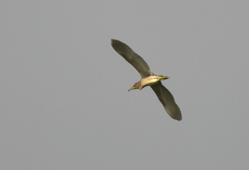ゴイサギの幼鳥 （ホシゴイ　６態-6）　山田池　枚方市　2015/10/24　Photo by Hayashi