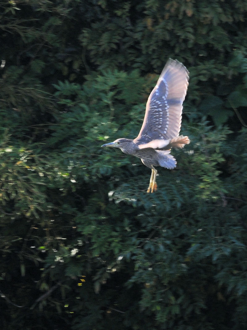 zVSC ᒹ iRԁj@@s@2020/10/20@Photo by Kohyuh