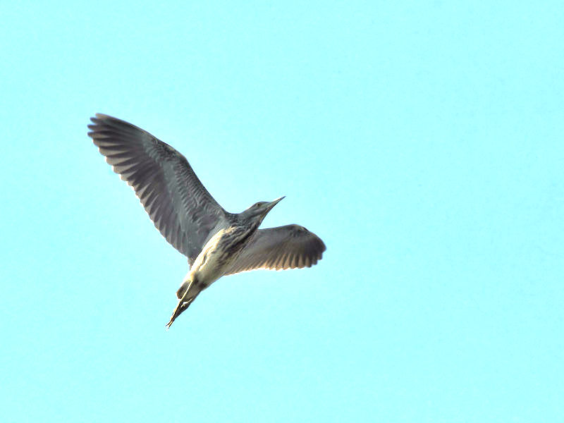 zVSC ᒹ iRԁj@@s@2020/10/20@Photo by Kohyuh