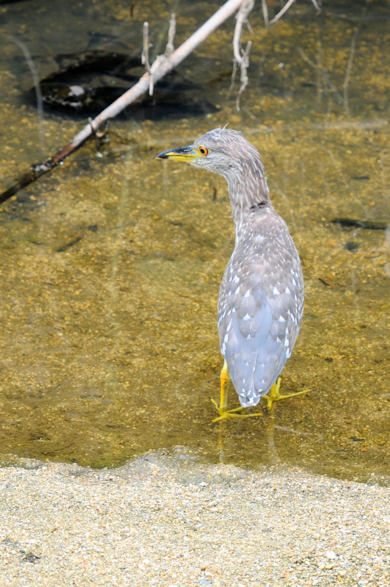 zVSC iᒹ̕ʏ́j@V@s@2022/07/11@Photo by Kohyuh