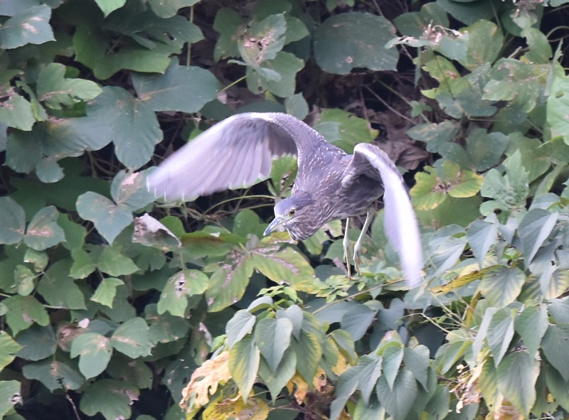 さくら公園にゴイサギの群れ（１０態-6）　さくら公園　八幡市　2016/11/03　Photo by Hyashi　（写真提供：　林吉高）