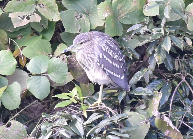 さくら公園にゴイサギの群れ（１０態-8）　さくら公園　八幡市　2016/11/03　Photo by Hyashi　（写真提供：　林吉高）
