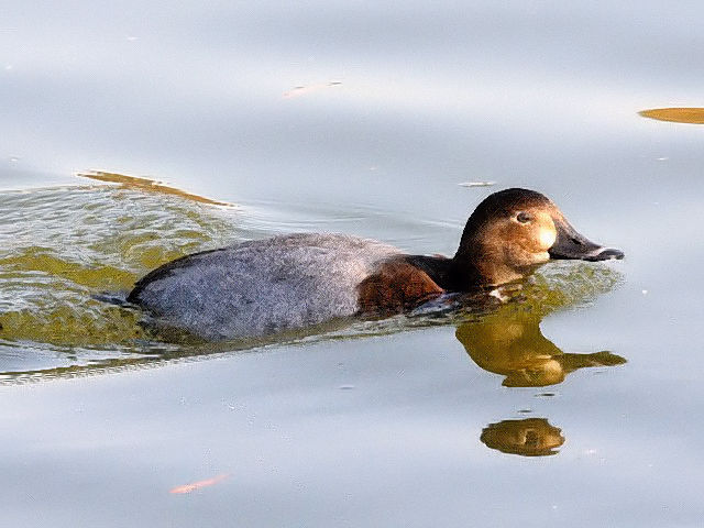 B zVnW @@ߌΒn@s@2010/12/06@ Photo by Kohyuh