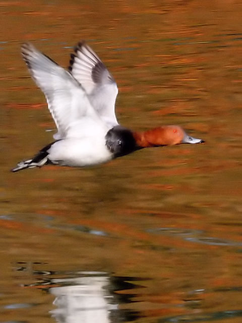 C zVnW @@ߌΒn@s@2010/12/06@ Photo by Kohyuh