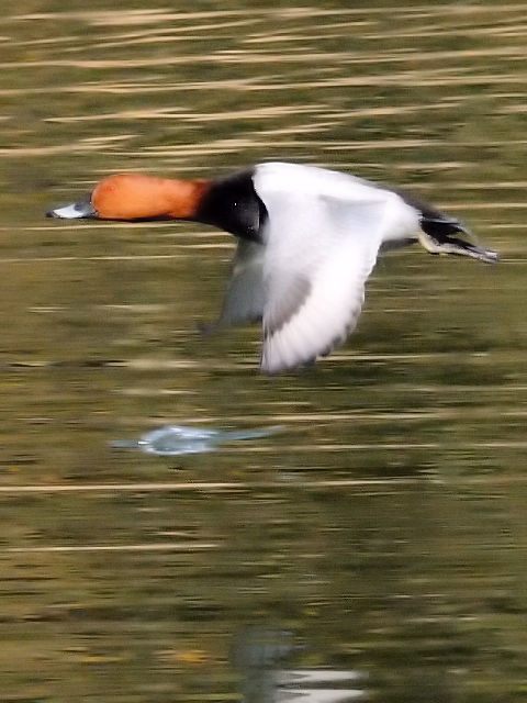 D zVnW @@ߌΒn@s@2010/12/06@ Photo by Kohyuh