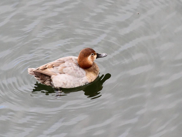 E zVnW @@@s@2013/12/15@ Photo by Manda