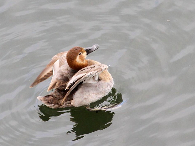 F zVnW @@@s@2013/12/15@ Photo by Manda