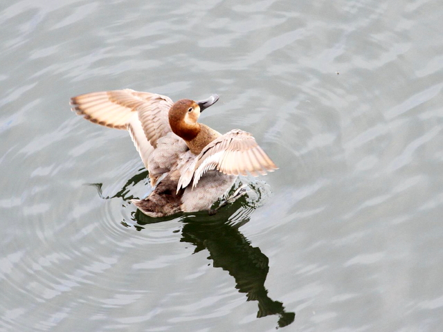 G zVnW @@@s@2013/12/15@ Photo by Manda