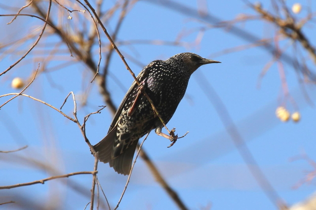 ② ホシムクドリ　成鳥　淀川左岸　大阪府　2014/01/29　Photo by Manda