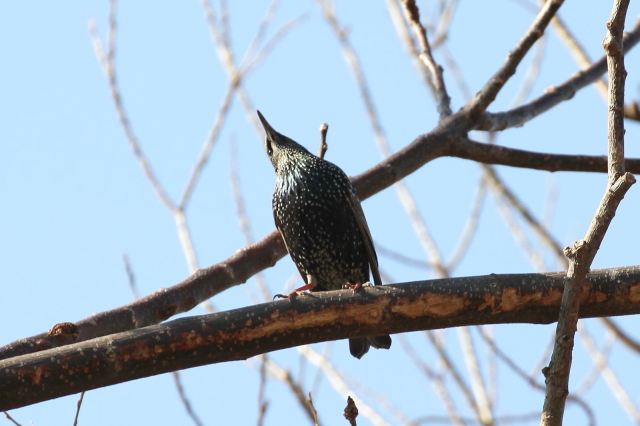 ③ ホシムクドリ　成鳥　淀川左岸　大阪府　2014/01/29　Photo by Manda