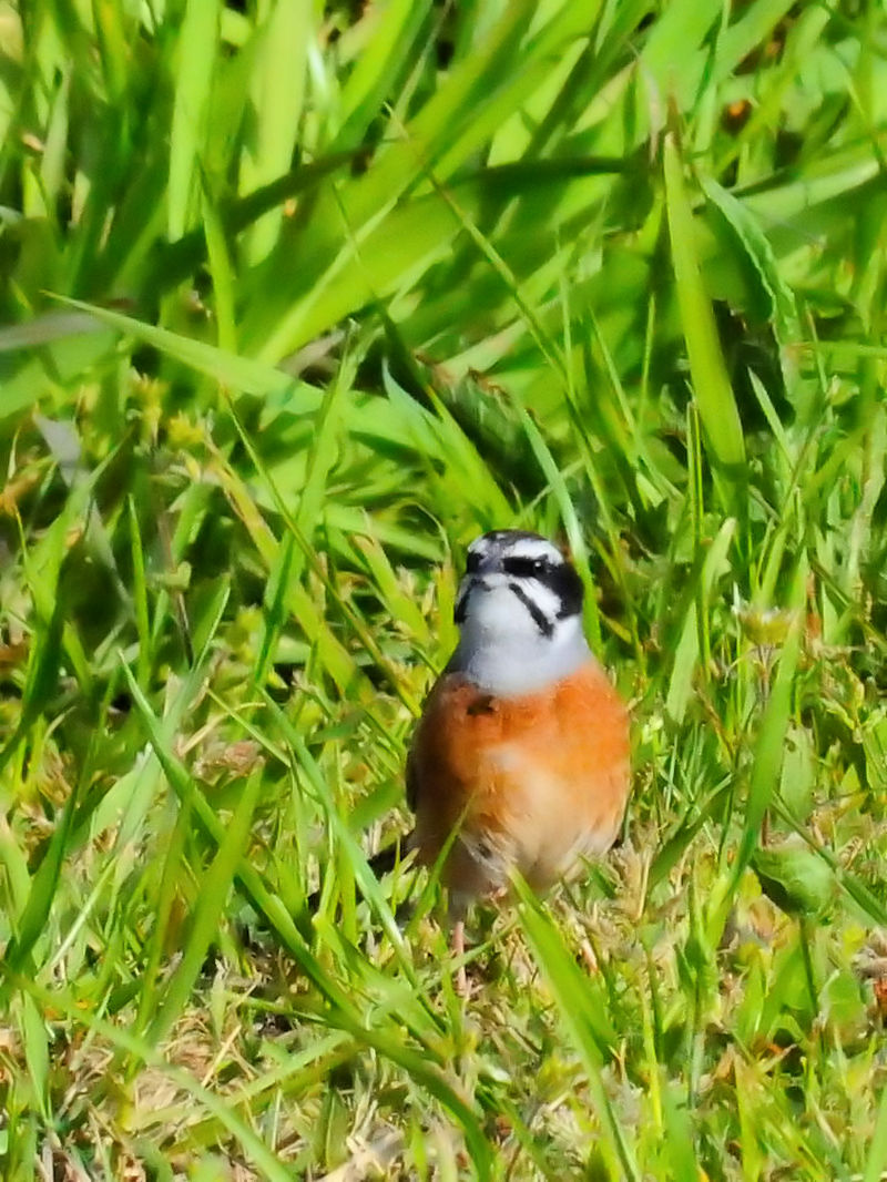 zIWiR-1j@͐~@R蒬@s{@2018/03/31@Photo by Kuhyuh