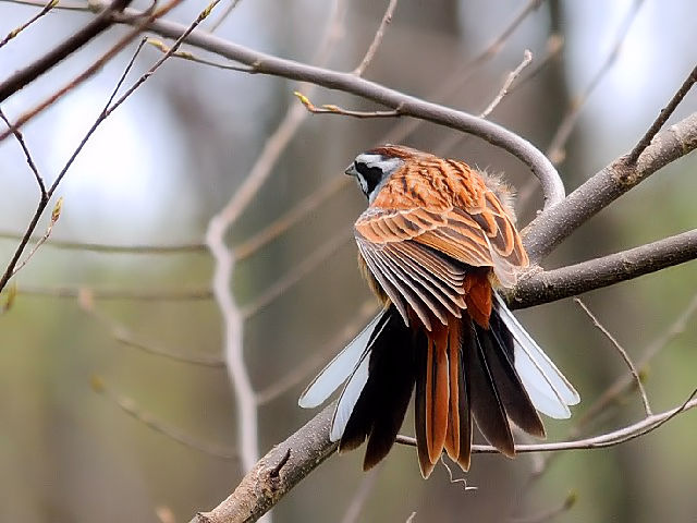 E LтzIW @@s@썶݁@ 2010/04/03 Photo by Kohyuh