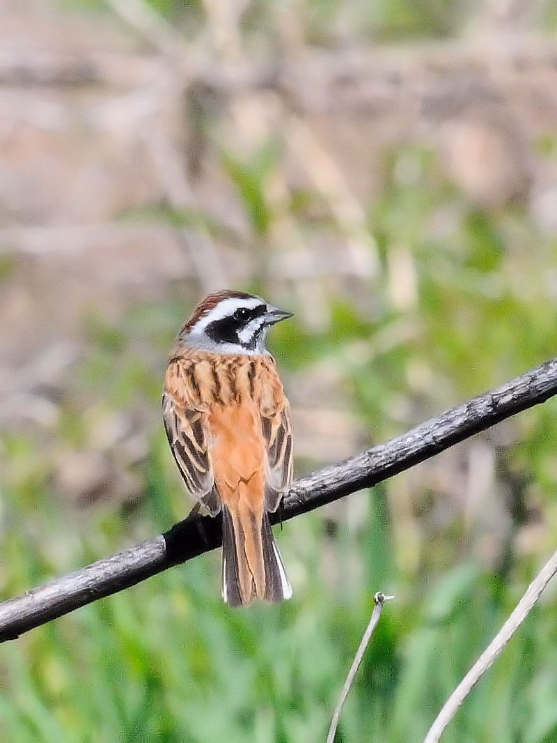 zIWiQ-1j@O싴{@s@2017/04/23@Photo by Kohyuh