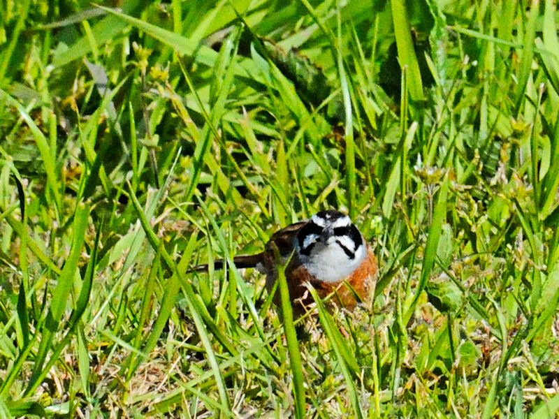 zIWiR-2j@͐~@R蒬@s{@2018/03/31@Photo by Kuhyuh