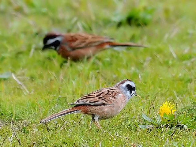 D  zIW  ij iOj@@s@썶݁@ 2010/04/03 Photo by Kohyuh