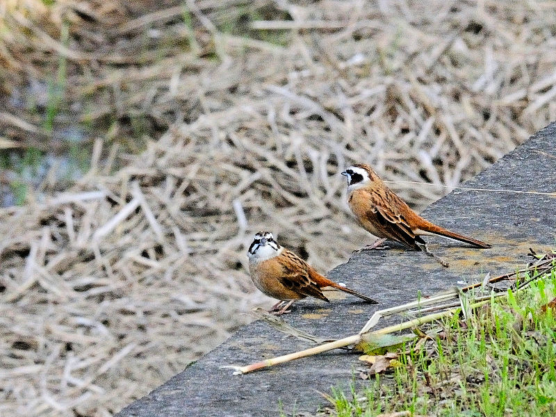 ホオジロ　防賀川　八幡市　2015/11/15　Photo by Kohyuh