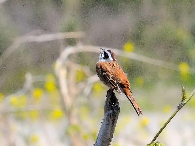 zIWiQ-2j@O싴{@s@2017/04/23@Photo by Kohyuh