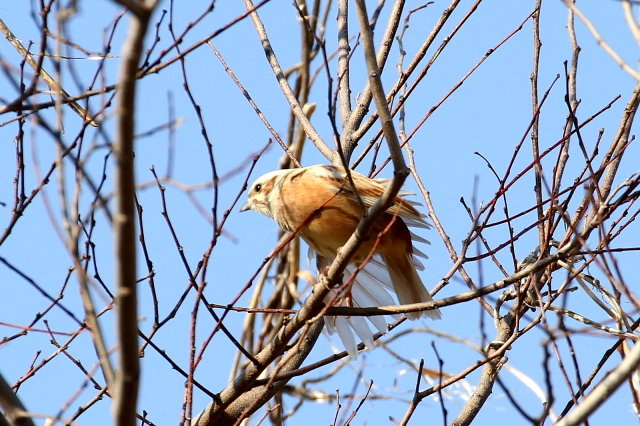 H-2@zIW@Arm@Sԁ@{@썶݁@2014/01/29 Photo by Manda