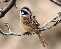 szIWt@ʐ^̓NbNŊg傷