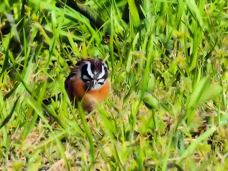 zIWiR-3j@͐~@R蒬@s{@2018/03/31@Photo by Kuhyuh