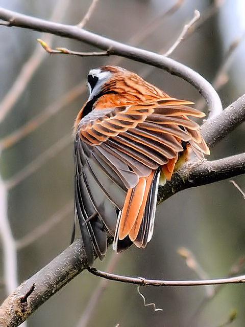 F LтzIW @@s@썶݁@ 2010/04/03 Photo by Kohyuh