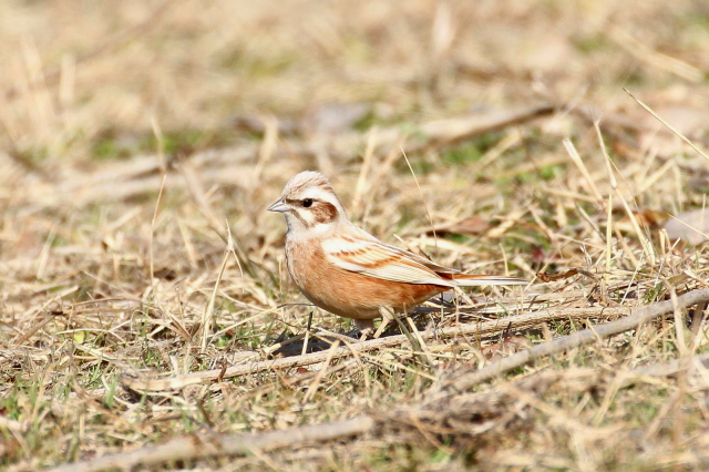 H-3@zIW@Arm@Sԁ@{@썶݁@2014/01/29 Photo by Manda