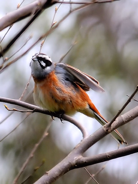 G LтzIW iGWF|[Yj @@s@썶݁@ 2010/04/03 Photo by Kohyuh