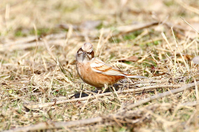 H-4@zIW@Arm@Sԁ@{@썶݁@2014/01/29 Photo by Manda