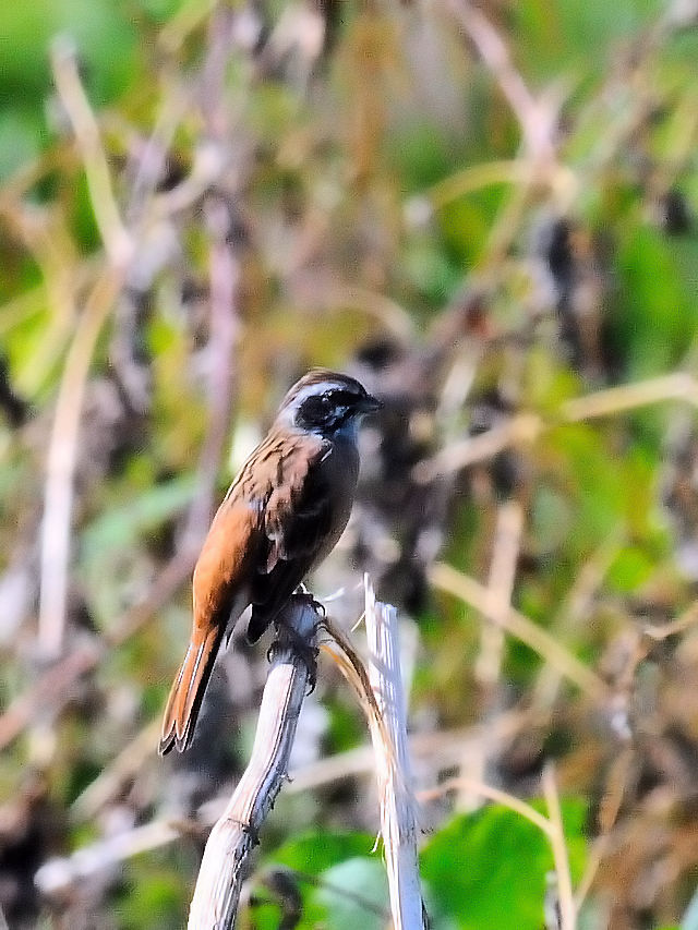 zIW@@2014/09/29 Photo by Kohyuh