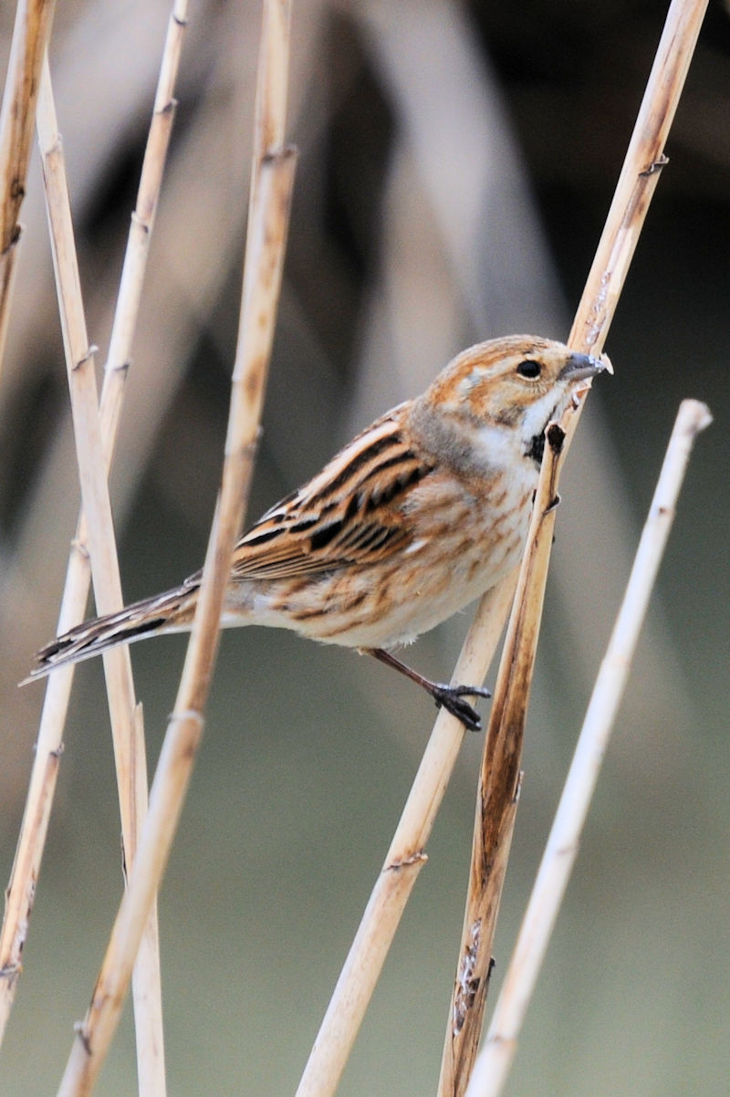 ホオジロのゴートゥーイート（１２態）　大谷川　八幡市　2022/03/22　Photo by Kohyuh