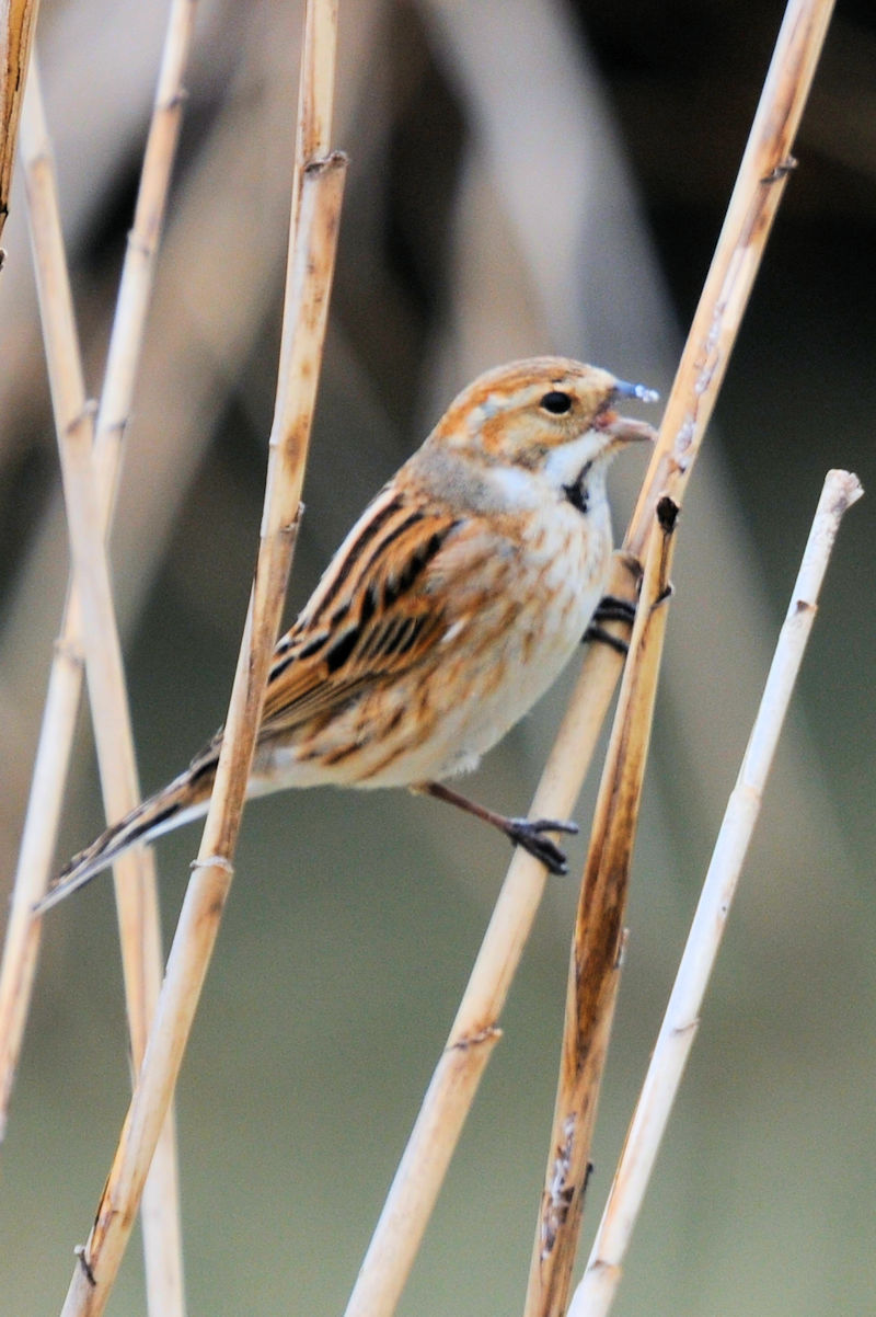ホオジロのゴートゥーイート（１２態）　大谷川　八幡市　2022/03/22　Photo by Kohyuh