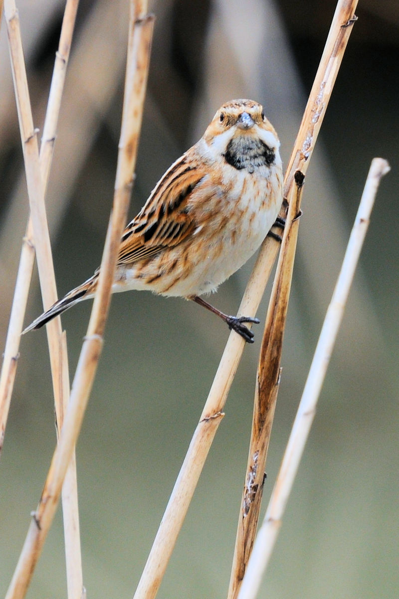 ホオジロのゴートゥーイート（１２態）　大谷川　八幡市　2022/03/22　Photo by Kohyuh