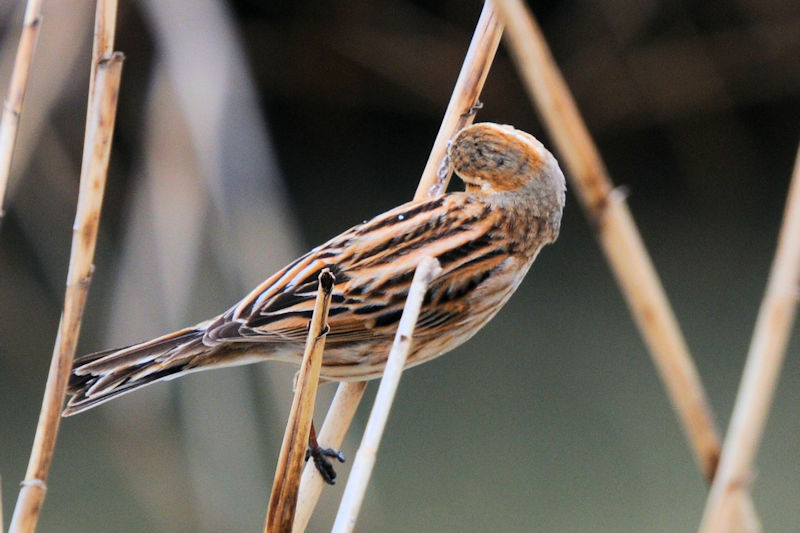 ホオジロのゴートゥーイート（１２態）　大谷川　八幡市　2022/03/22　Photo by Kohyuh