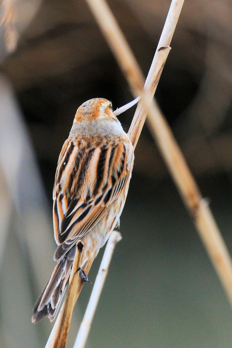 ホオジロのゴートゥーイート（１２態）　大谷川　八幡市　2022/03/22　Photo by Kohyuh