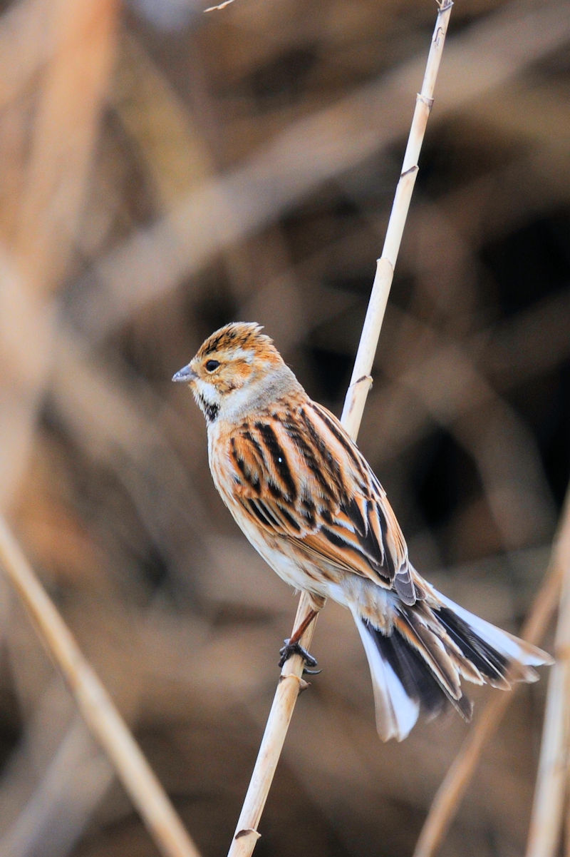 ホオジロのゴートゥーイート（１２態）　大谷川　八幡市　2022/03/22　Photo by Kohyuh