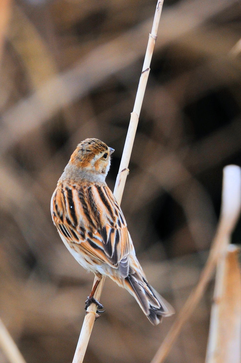 ホオジロのゴートゥーイート（１２態）　大谷川　八幡市　2022/03/22　Photo by Kohyuh