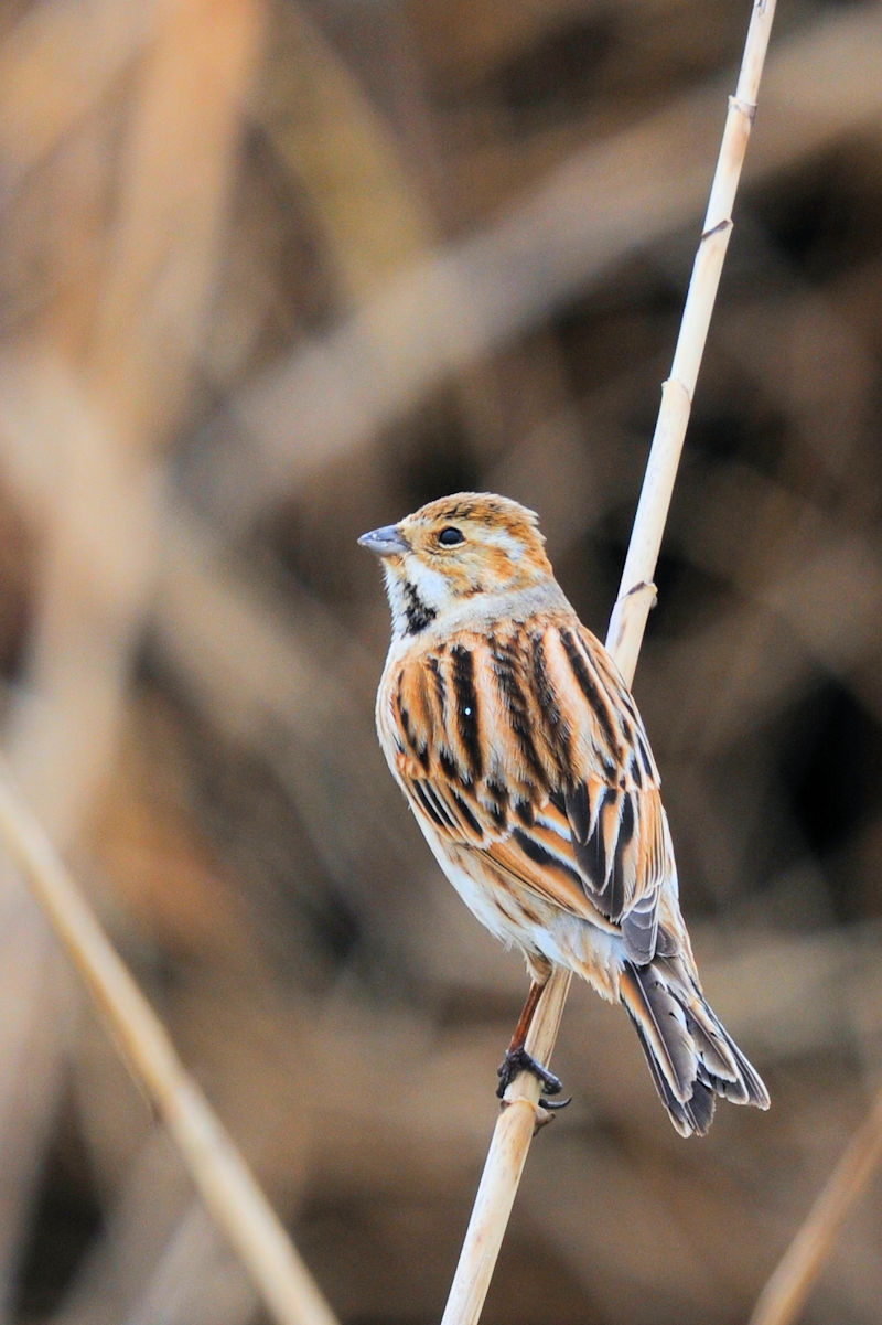 ホオジロのゴートゥーイート（１２態）　大谷川　八幡市　2022/03/22　Photo by Kohyuh