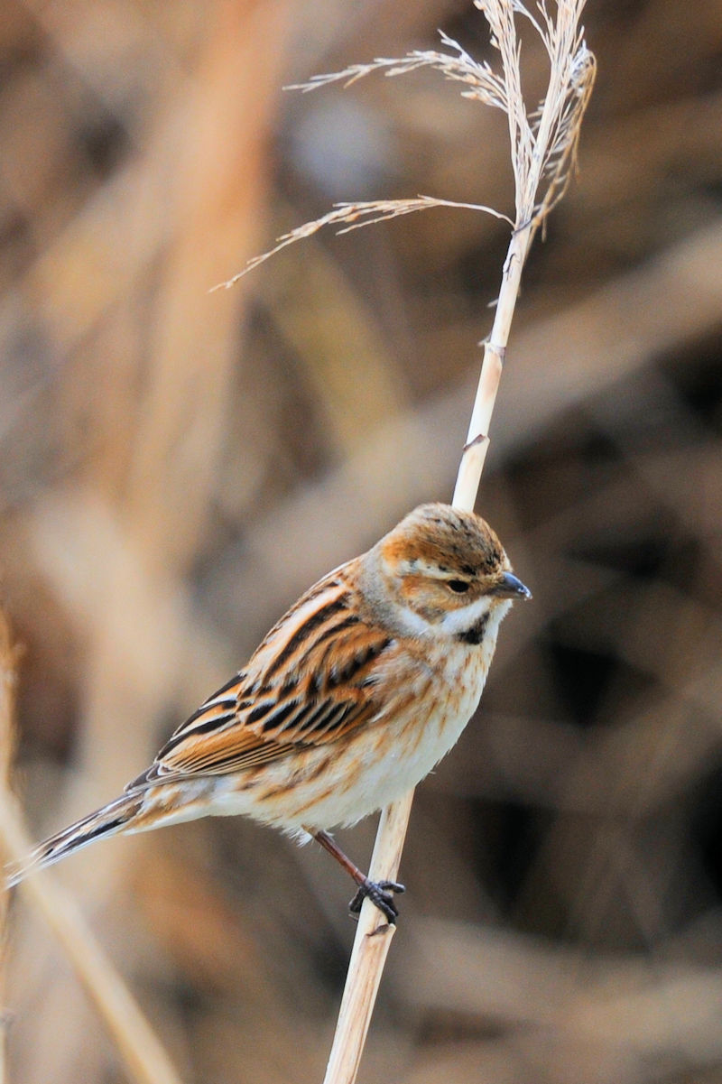ホオジロのゴートゥーイート（１２態）　大谷川　八幡市　2022/03/22　Photo by Kohyuh