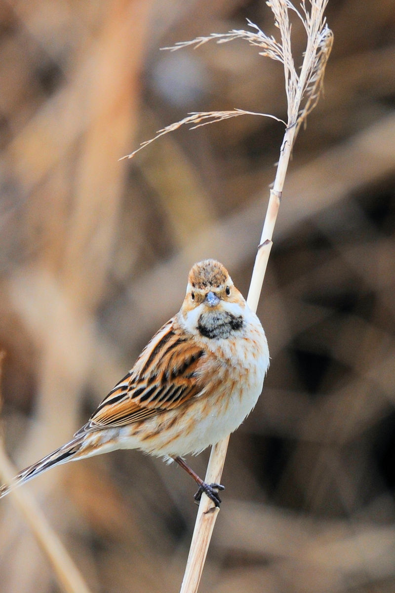 ホオジロのゴートゥーイート（１２態）　大谷川　八幡市　2022/03/22　Photo by Kohyuh