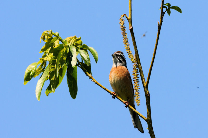 zIW@͐@n@2021/04/11@Photo by Kohyuh