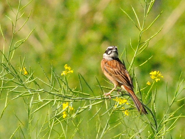 ホオジロ　かわきた自然運動公園の野鳥たち　八幡市　2015/05/05　Photo by Kohyuh