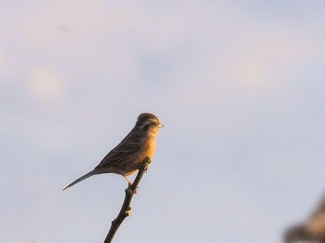 zIW@͐@O]n@Ύs@2018/01/02@Photo by Kuhyuh