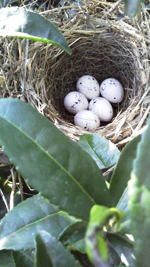 zIW̑@ؒÐ@s@2015/05/22@Photo by Kawashima